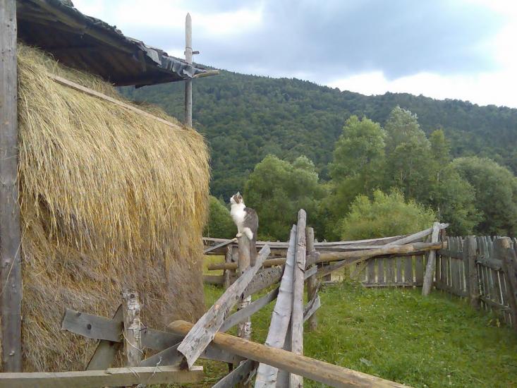 Гриньків з panoramio.com - Гриньків