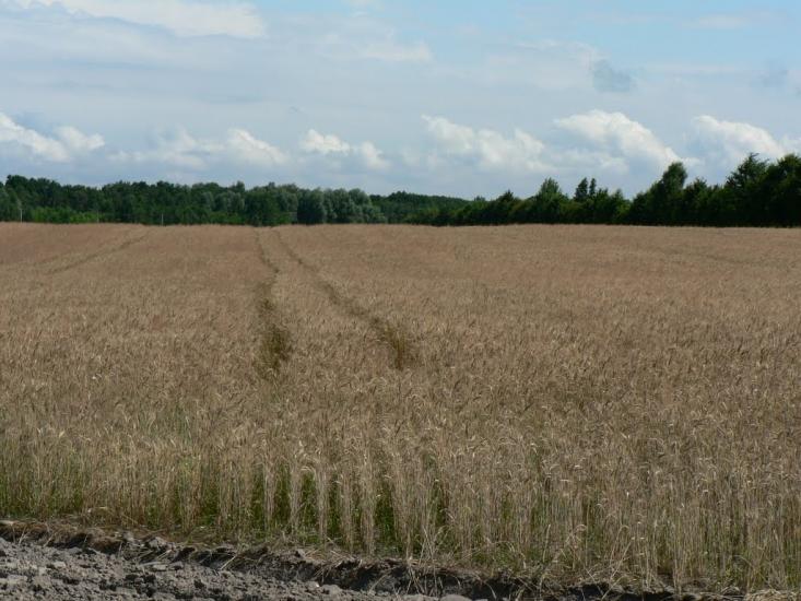 Путрівка з panoramio.com - Путровка