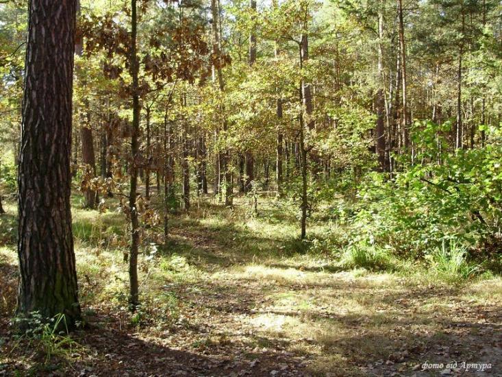 Дідовичі з panoramio.com - Дедовичи