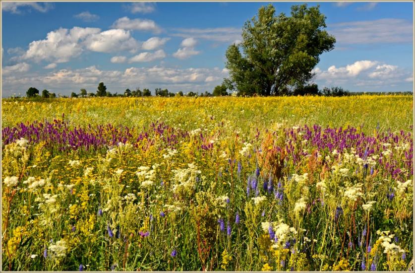 Нижча Дубечня з panoramio.com - Низшая Дубечня