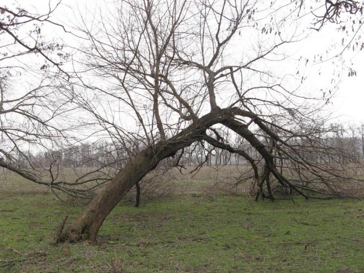 Широке з panoramio.com - Shyroke