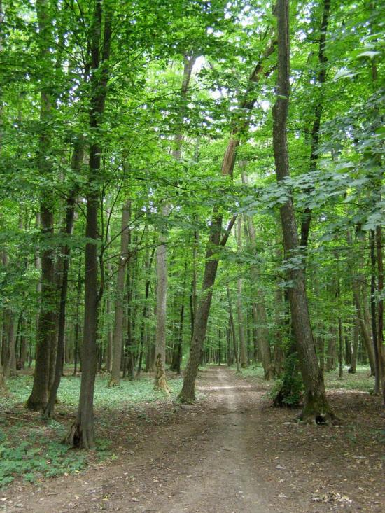 Сатанівка з panoramio.com - Сатановка
