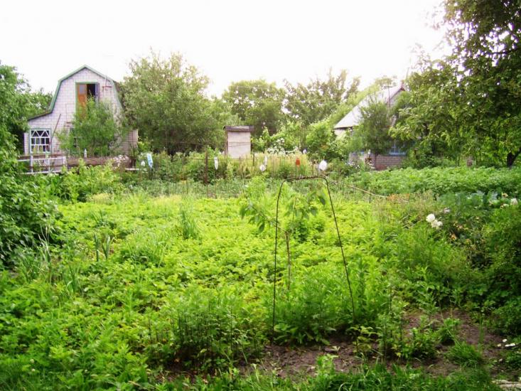 Власівка з panoramio.com - Власовка