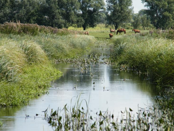 Горохів з panoramio.com - Горохов