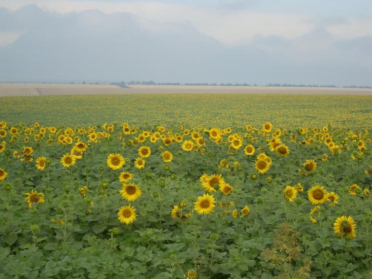 Доманівка з panoramio.com - Доманевка