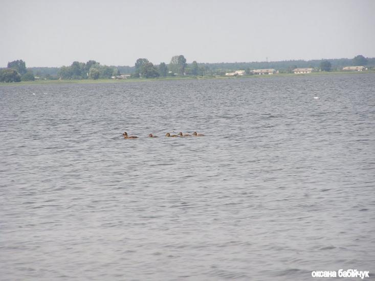 Пулемець з panoramio.com - Пулемець