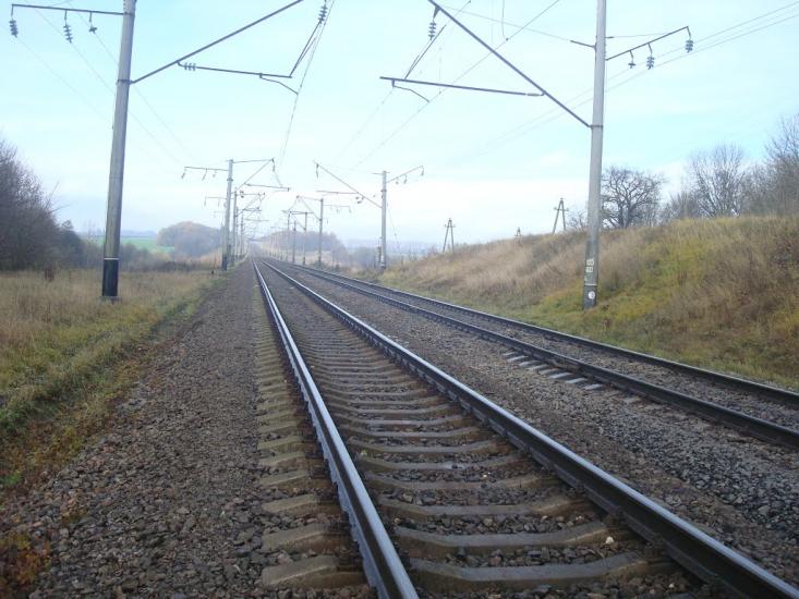 Рідкодуби з panoramio.com - Рідкодуби
