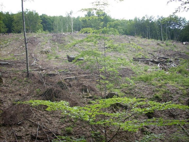 Кам'яниця з panoramio.com - Кам'яниця