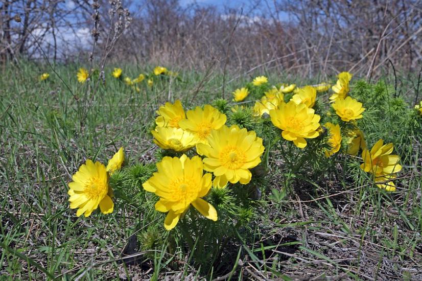 Відважне з panoramio.com - Відважне