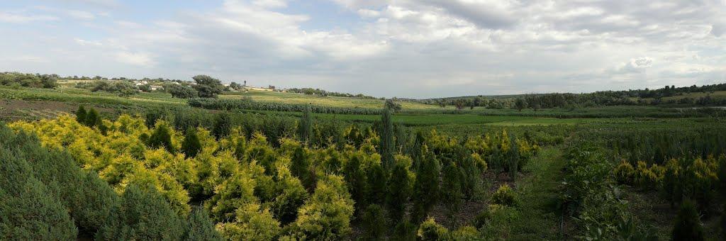 Грушувато-Криничне з panoramio.com - Грушувато-Криничне