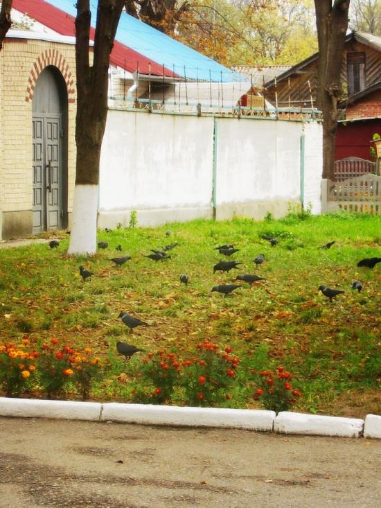 Ставище з panoramio.com - Ставище