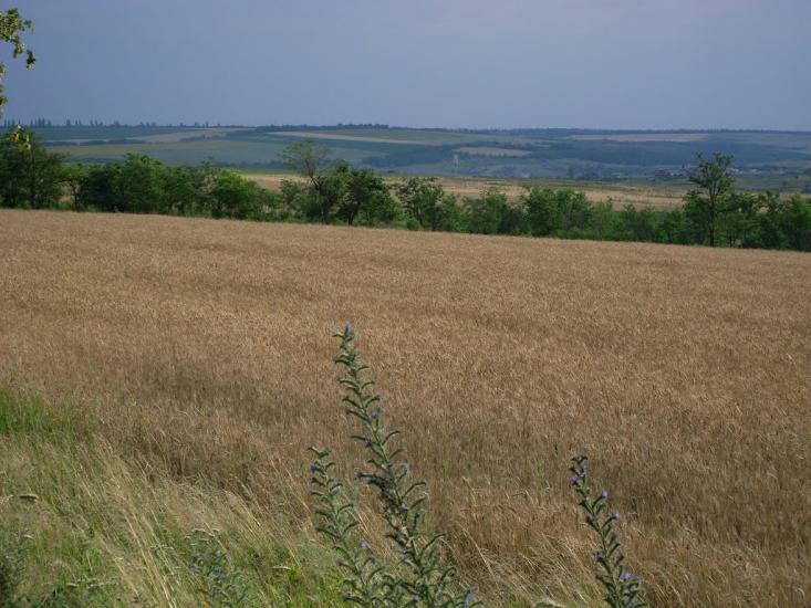 Доманівка з panoramio.com - Доманевка