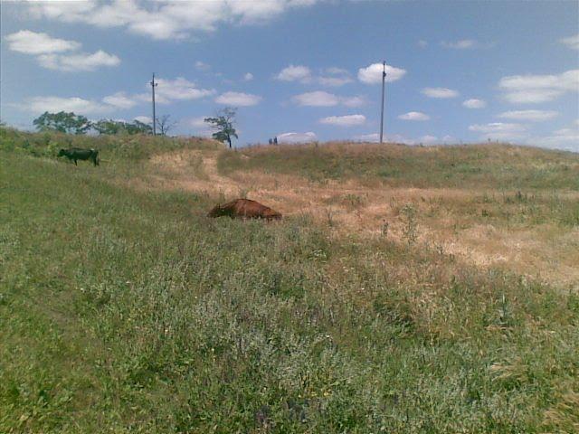 Любопіль з panoramio.com - Любополь