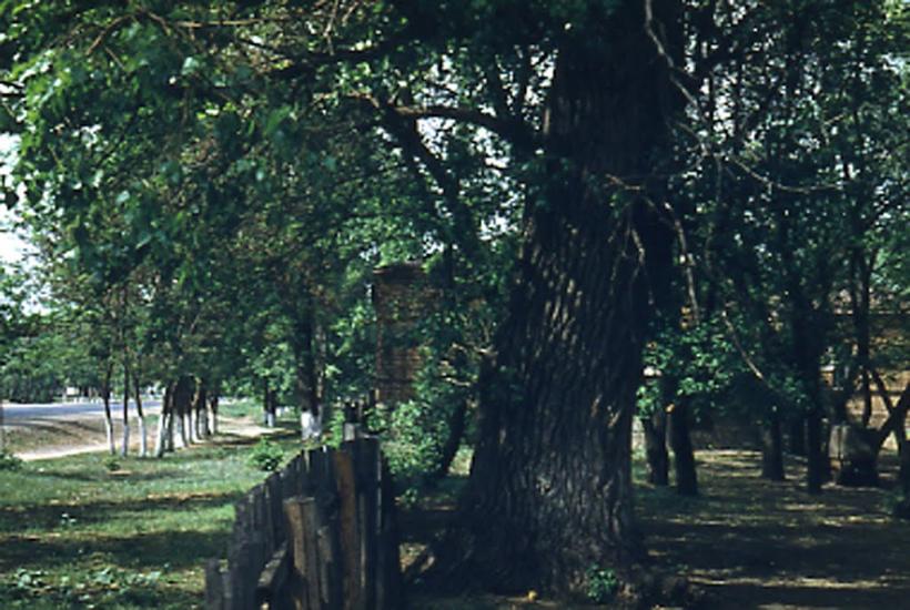 Шульгинка з panoramio.com - Шульгинка