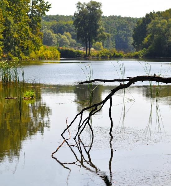 Лісне з panoramio.com - Лесное