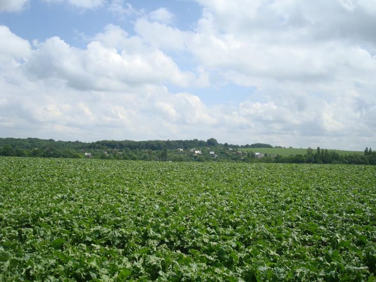 Грузевиця з panoramio.com - Грузевиця