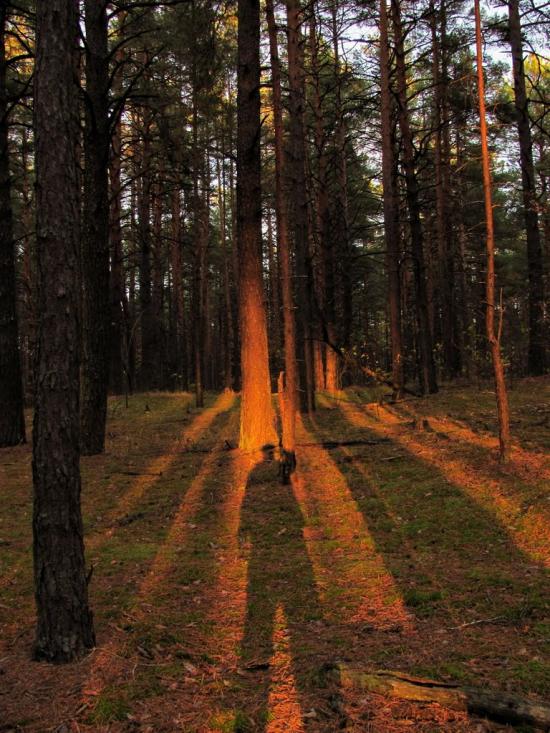 Нові Яриловичі з panoramio.com - Новые Ярыловичи