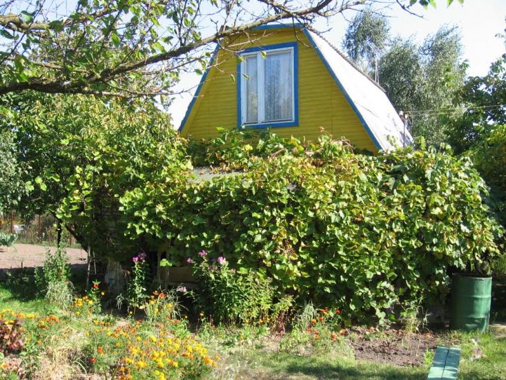 Новосілки з panoramio.com - Новоселки