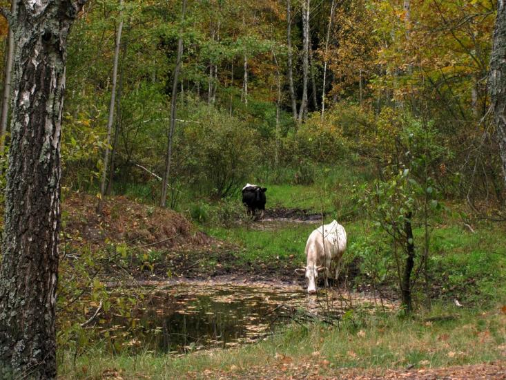 Нові Яриловичі з panoramio.com - Новые Ярыловичи