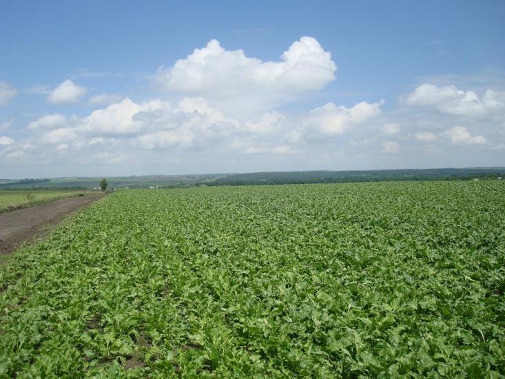 Грузевиця з panoramio.com - Грузевиця