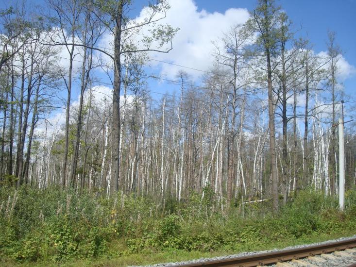 Червоний Цвіт з panoramio.com - Червоний Цвіт