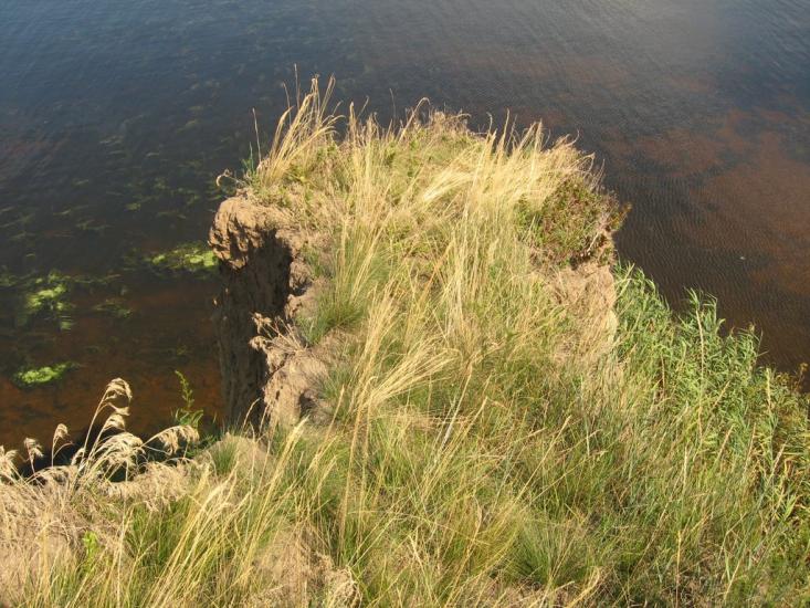 Григорівка з panoramio.com - Григоровка