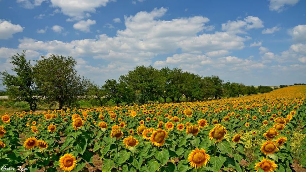 Болгарка з panoramio.com - Болгарка