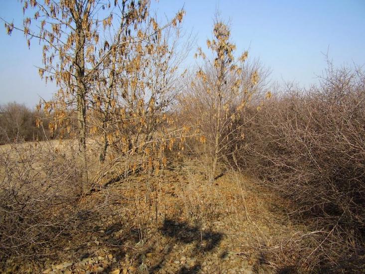 Фрунзе з panoramio.com - Фрунзе