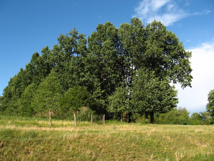 Хоменки з panoramio.com - Хоменки