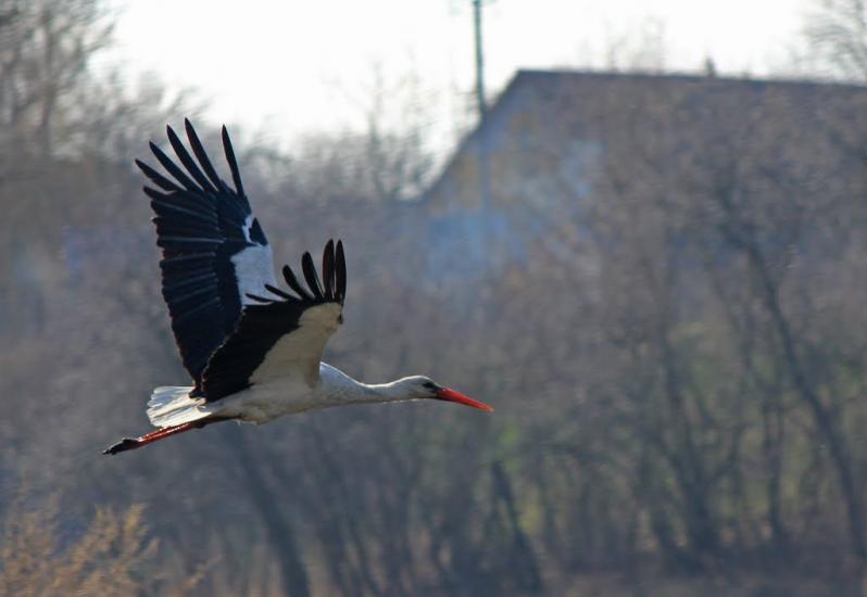 Кощіївка з panoramio.com - Кощіївка