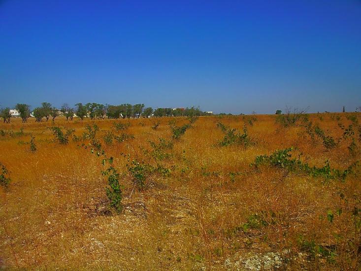 Берегове з panoramio.com - Берегово