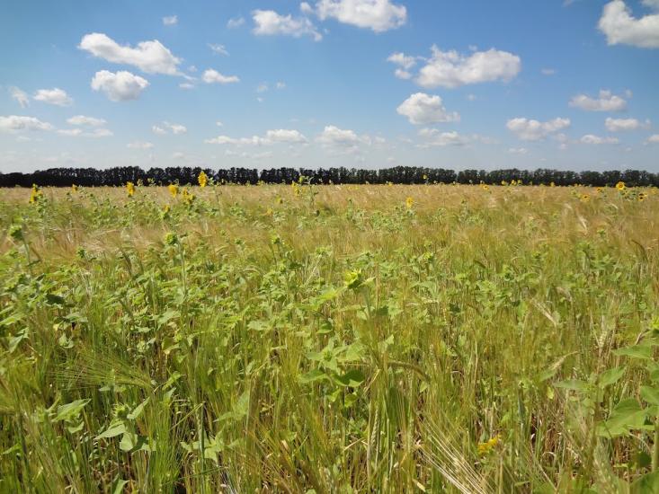 Хроли з panoramio.com - Фролы