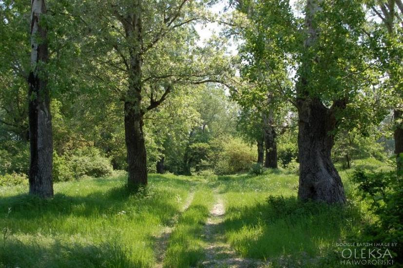 Вишневе з panoramio.com - Вишневе