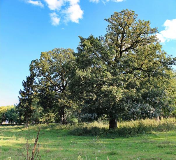 Новофастів з panoramio.com - Novofastiv