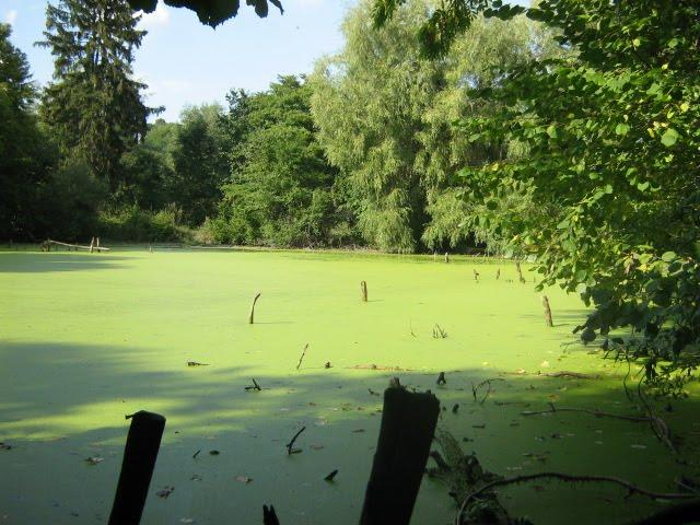 Люлинці з panoramio.com - Люлинцы