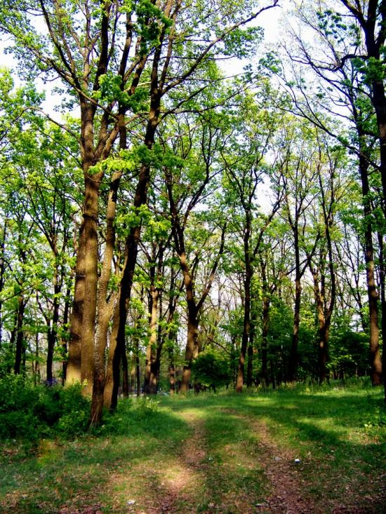 Сокиряни з panoramio.com - Сокиряны