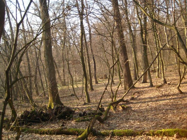 Пасіки-Зубрицькі з panoramio.com - Пасеки-Зубрицкие