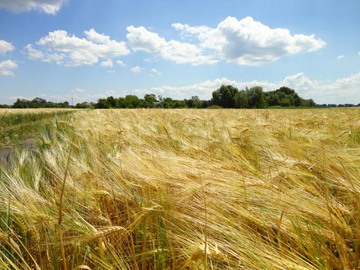 Чехівка з panoramio.com - Чеховка