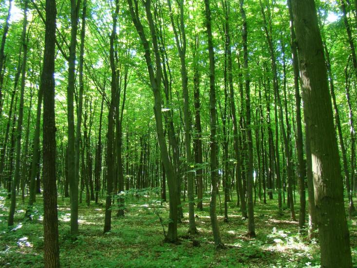 Мала Побіянка з panoramio.com - Мала Побіянка