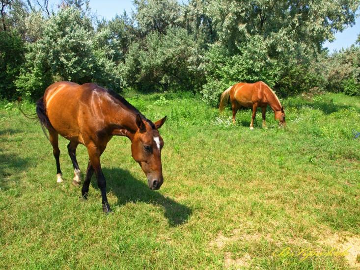Шабо з panoramio.com - Шабо