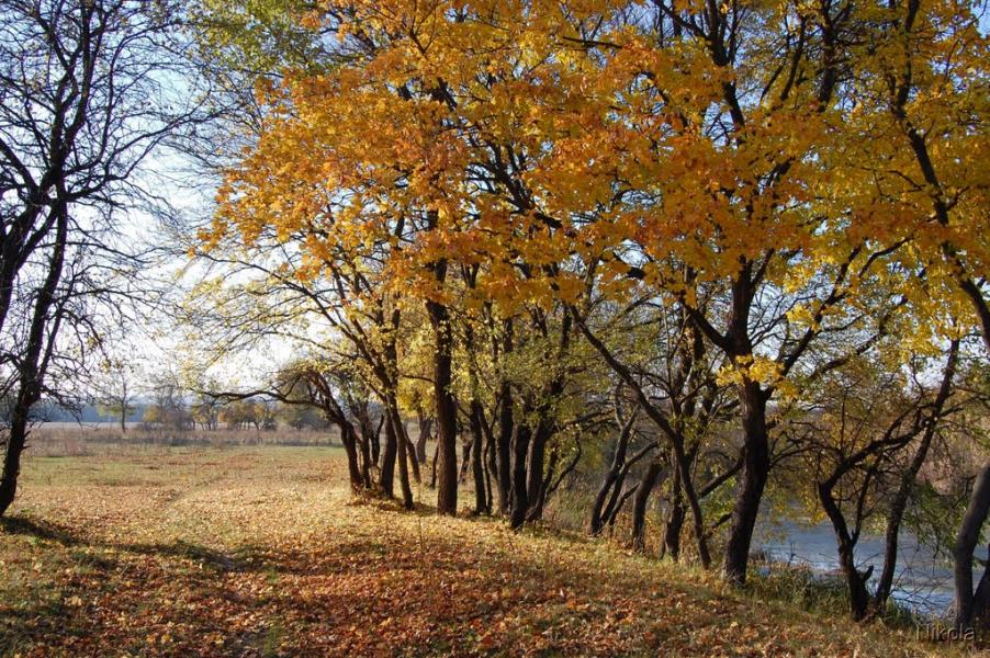 Сиротине з panoramio.com - Сиротине