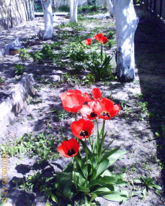 Лютіж з panoramio.com - Lyutizh