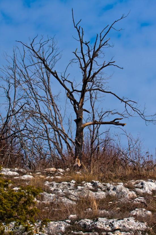 Тургенєвка з panoramio.com - Тургенєвка