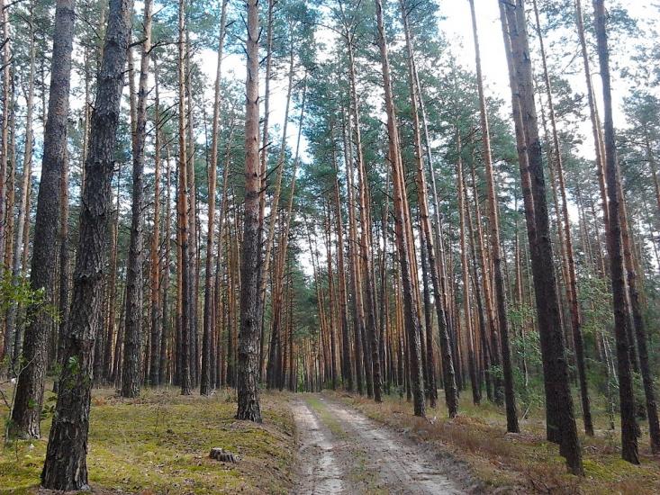 Долина з panoramio.com - Долина