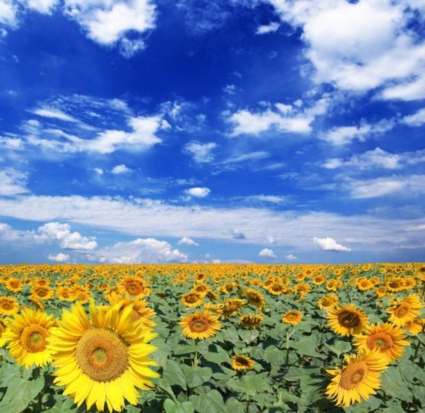 Ракшівка з panoramio.com - Ракшівка