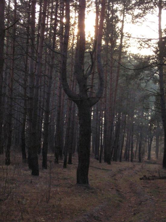 Малютянка з panoramio.com - Малютянка