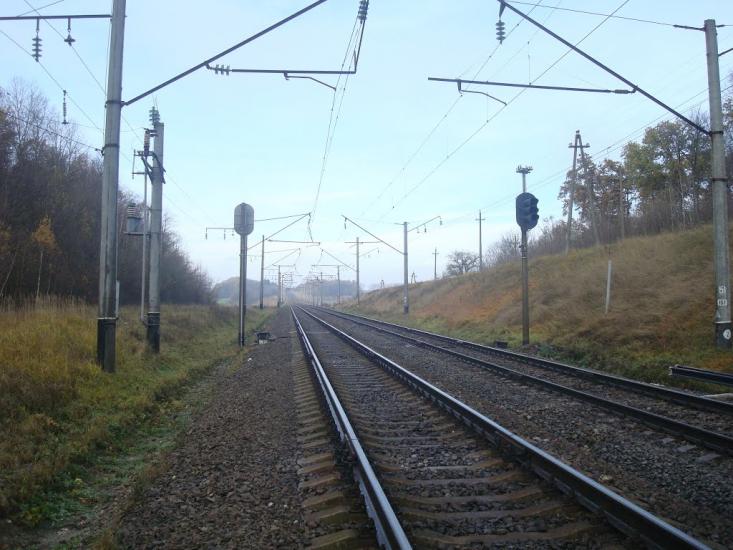 Рідкодуби з panoramio.com - Рідкодуби