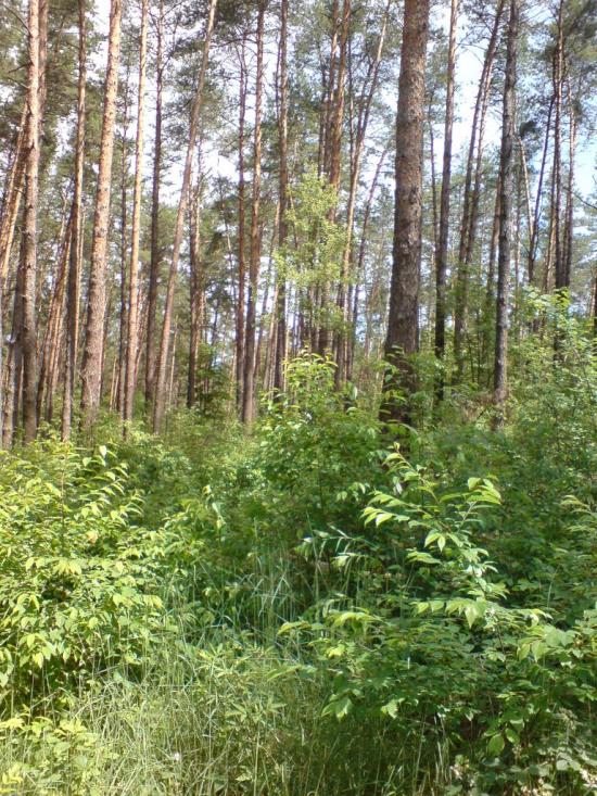 Малютянка з panoramio.com - Малютянка