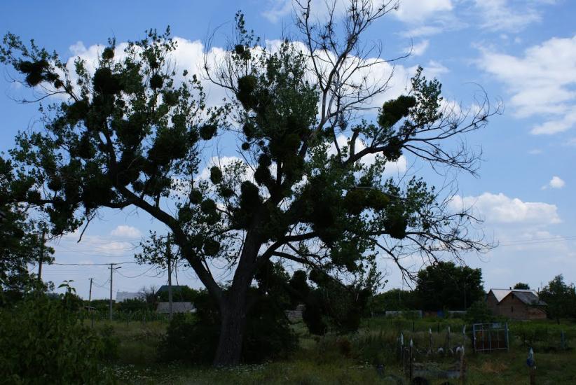 Верхоли з panoramio.com - Верхолы