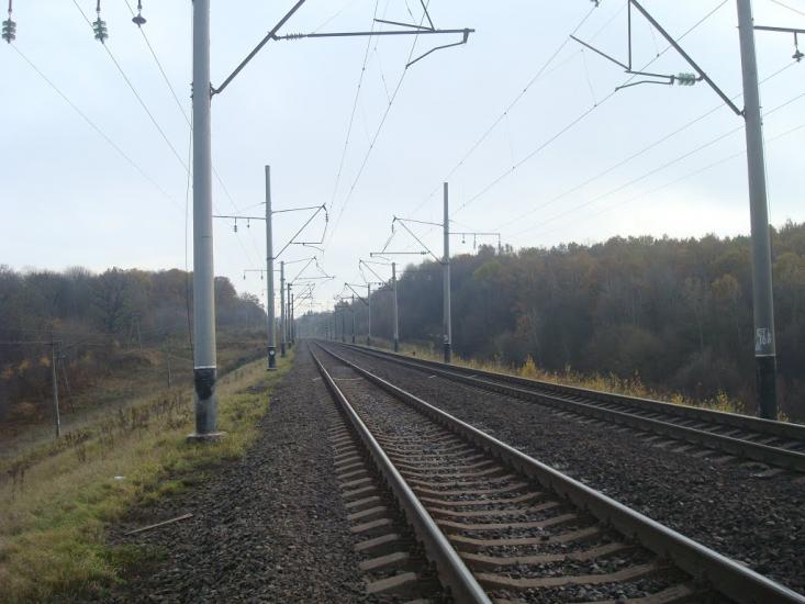 Рідкодуби з panoramio.com - Рідкодуби